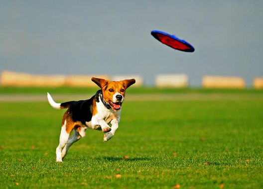 Frisbee et chien