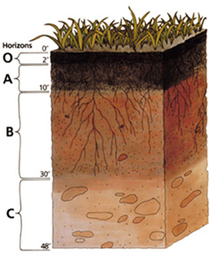 Soil_profile