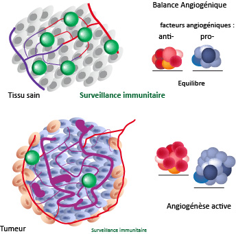 balance-angiogenique