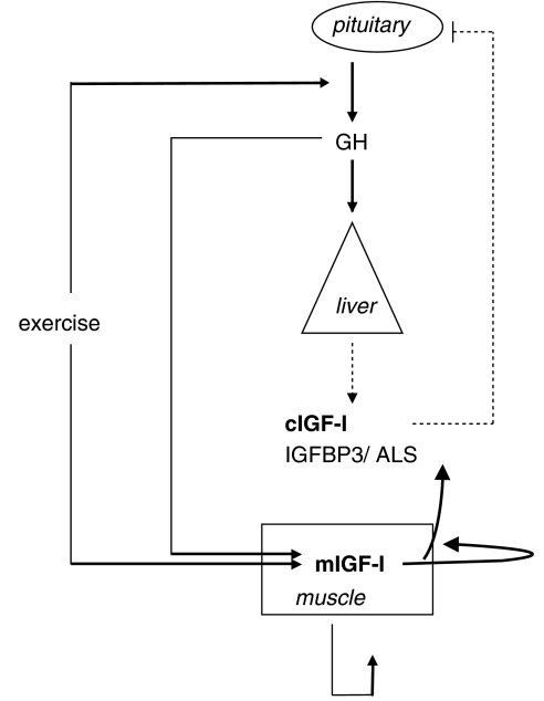 HGH-IGF1