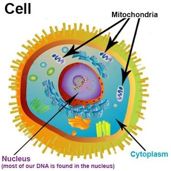 cell_333