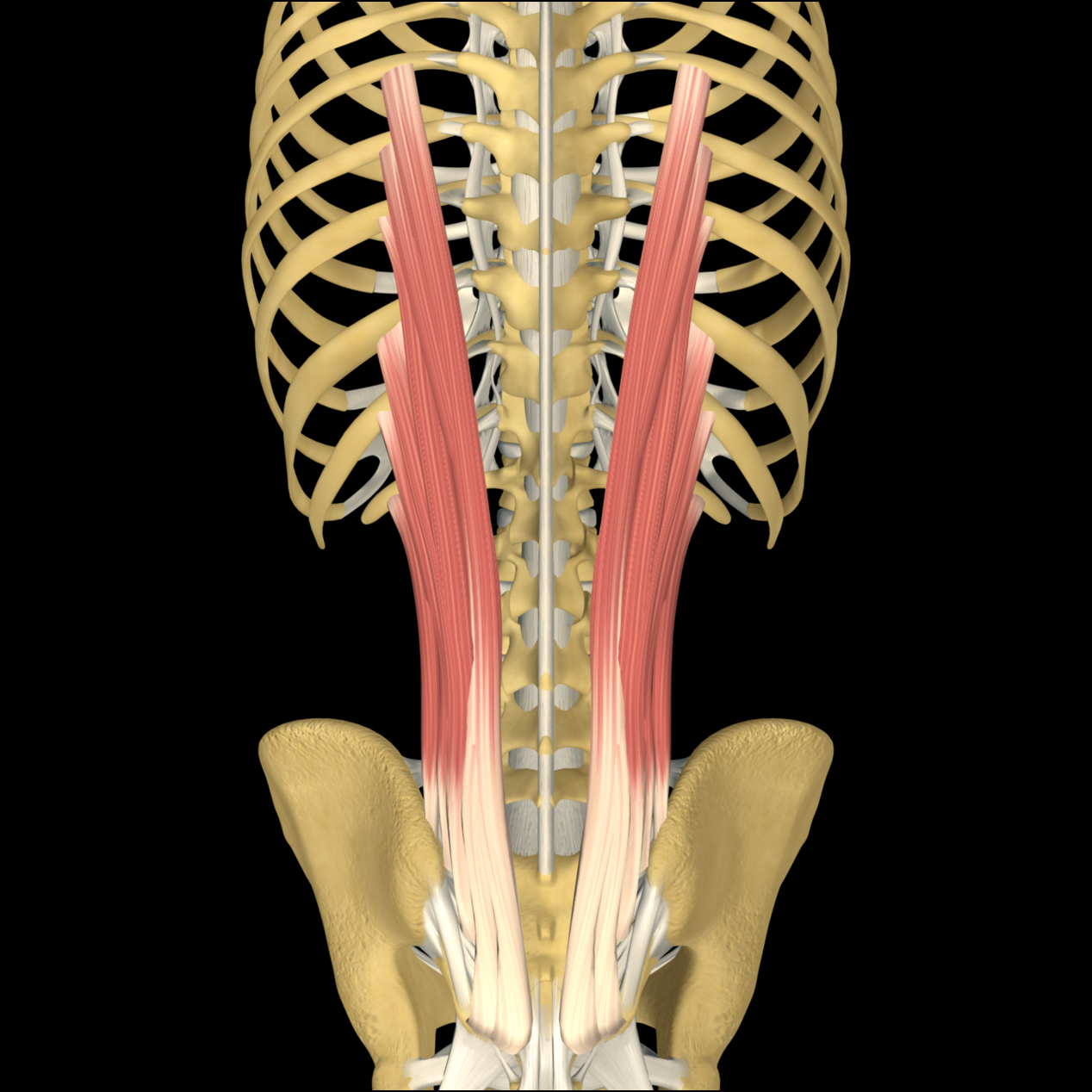 iliocostalis_lumborum