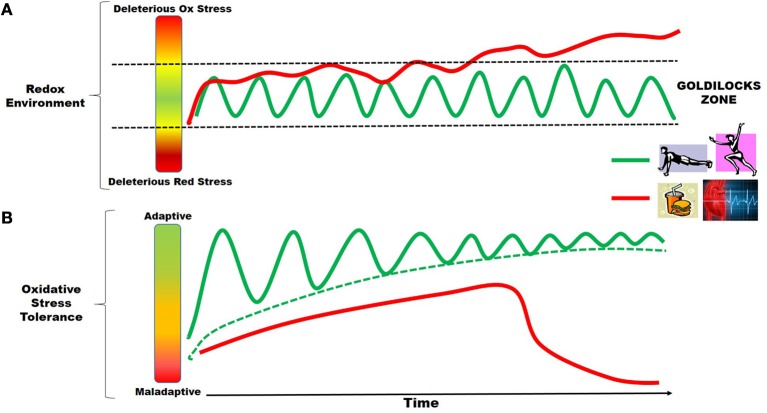 oxidative-stress-adaptation