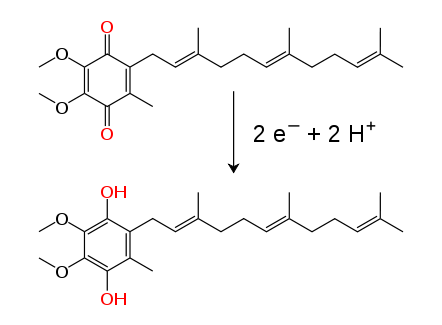 Ubiquinone–ubiquinol_conversion