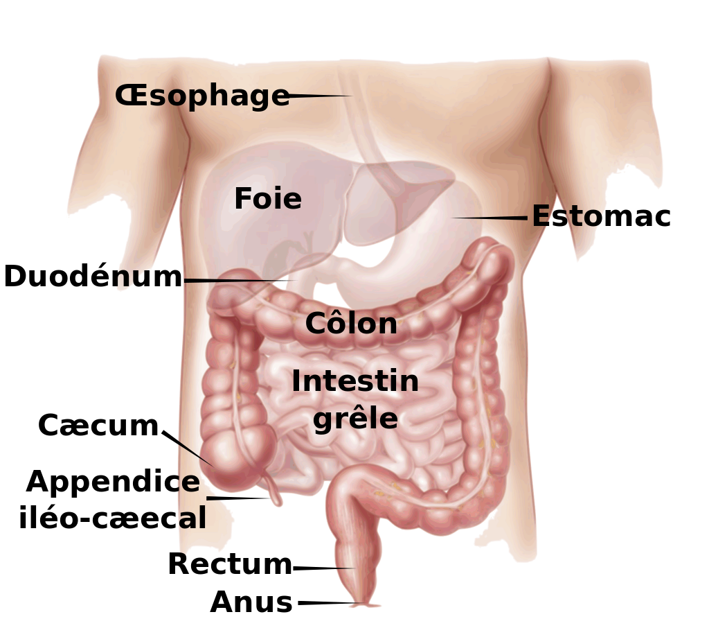 Digestive_appareil-fr.svg