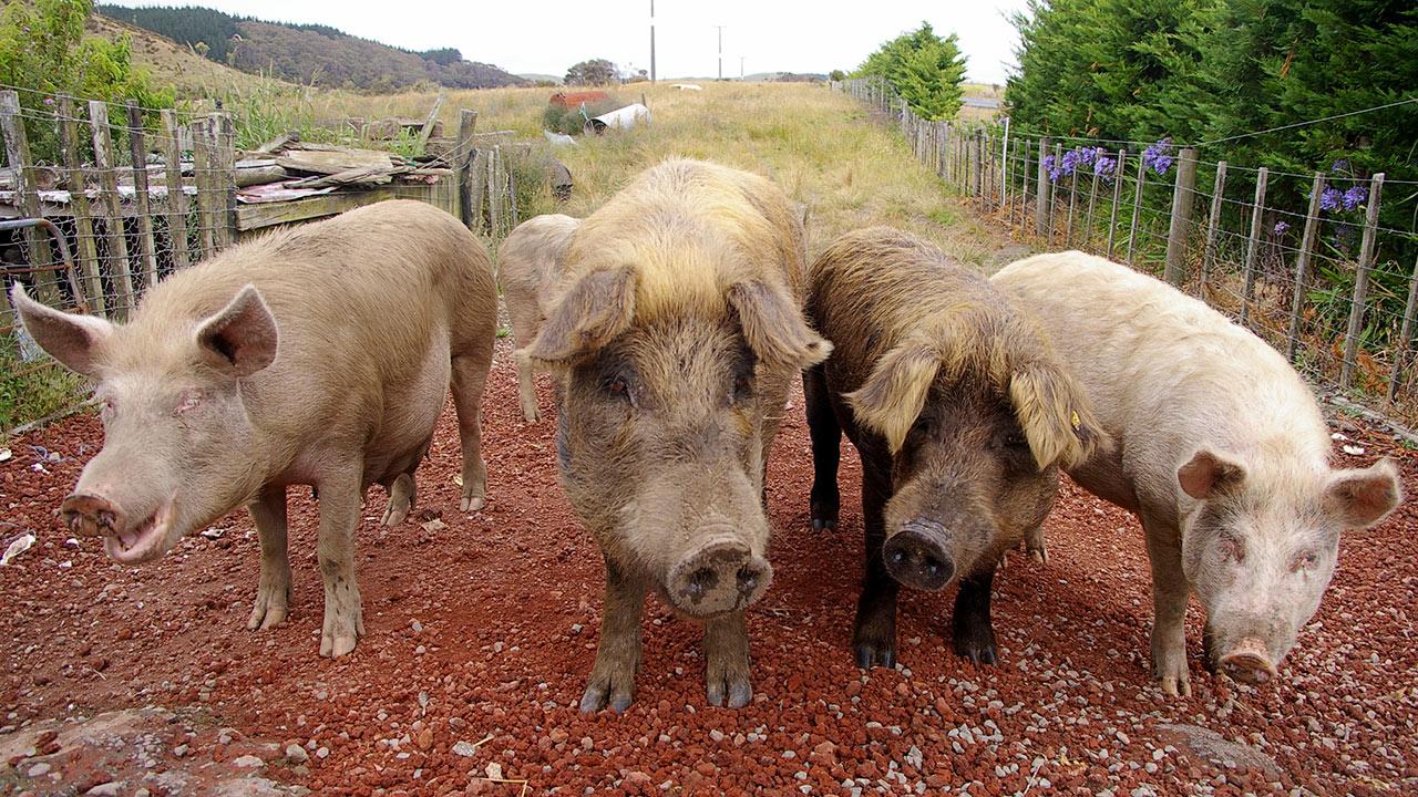 Okinawa - Pigs